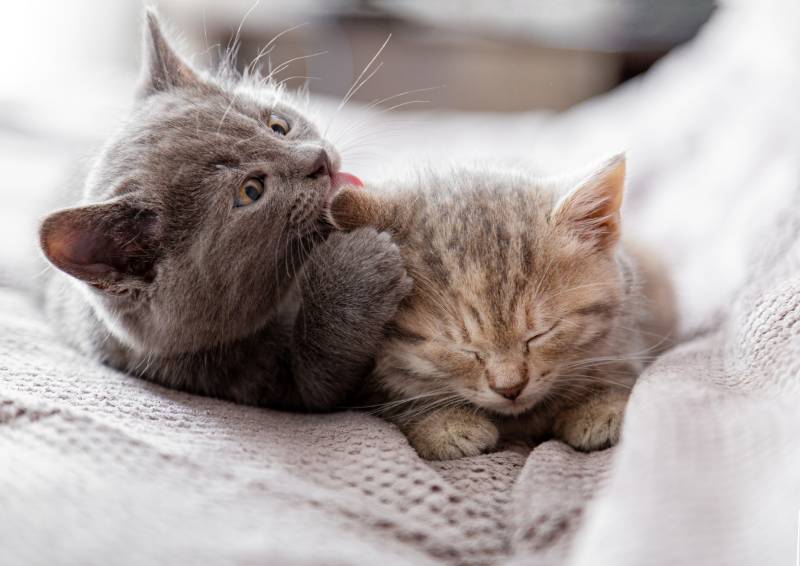 small gray kitten licks ear of tabby kitten