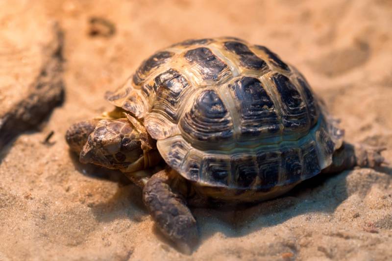 small russian tortoise