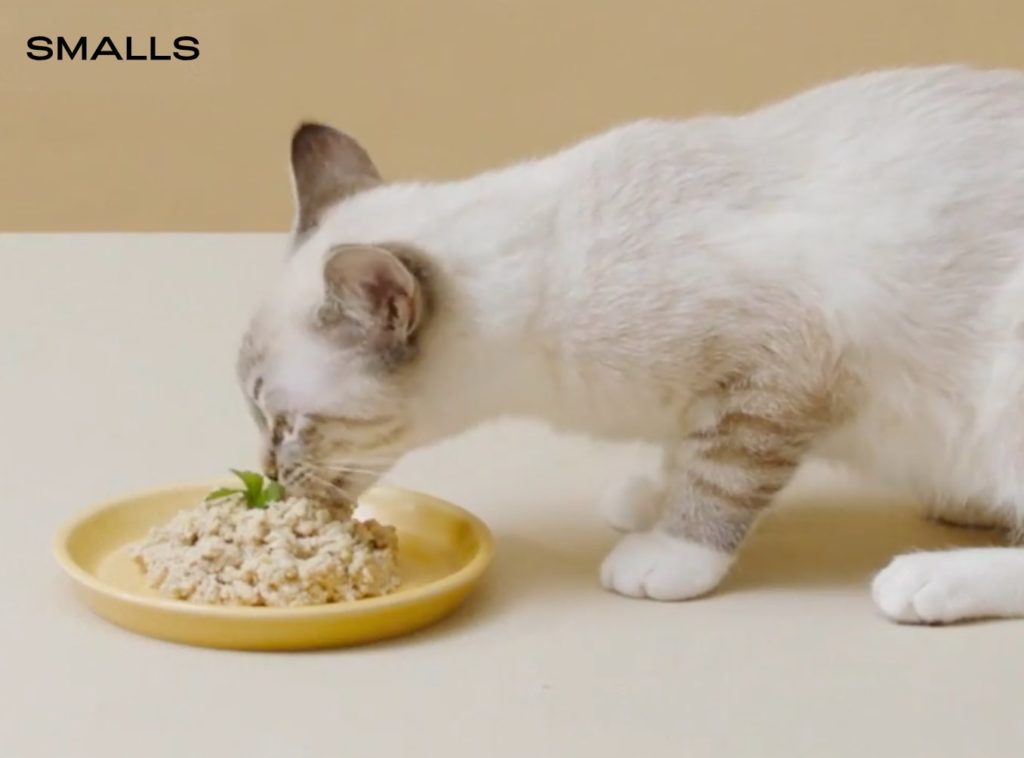 smalls fresh bird with cat eating