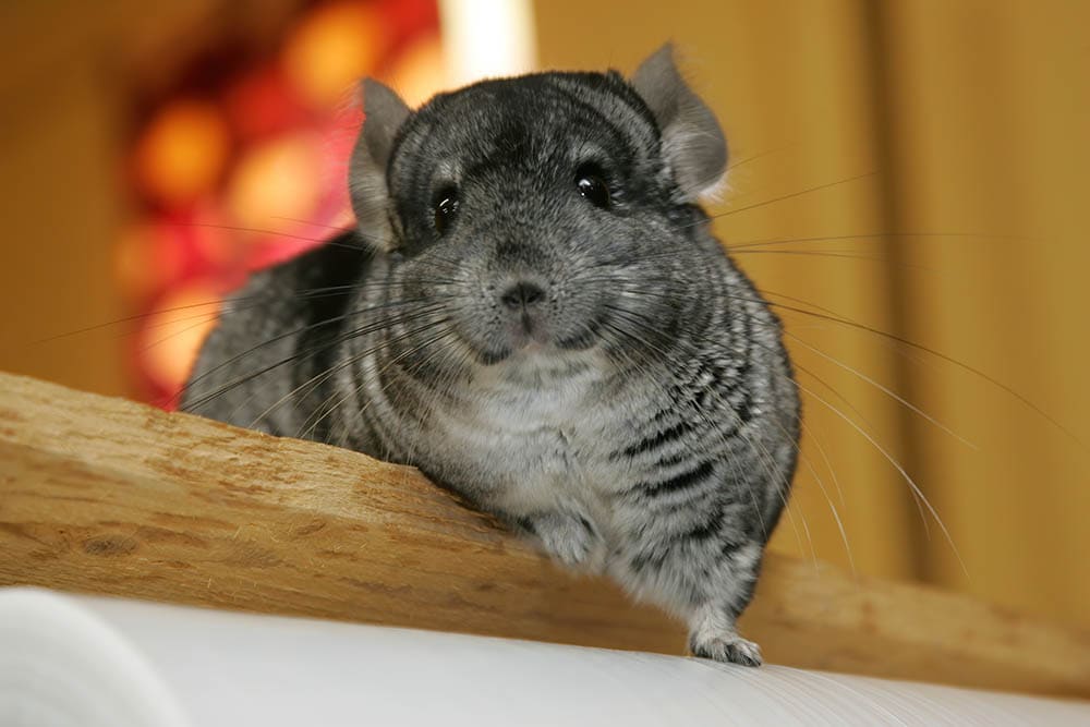 smart chinchilla looking at the camera