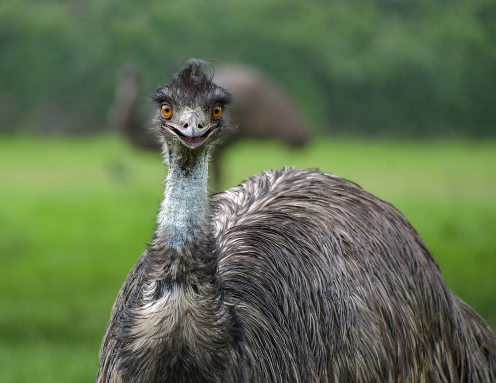 smiling emu