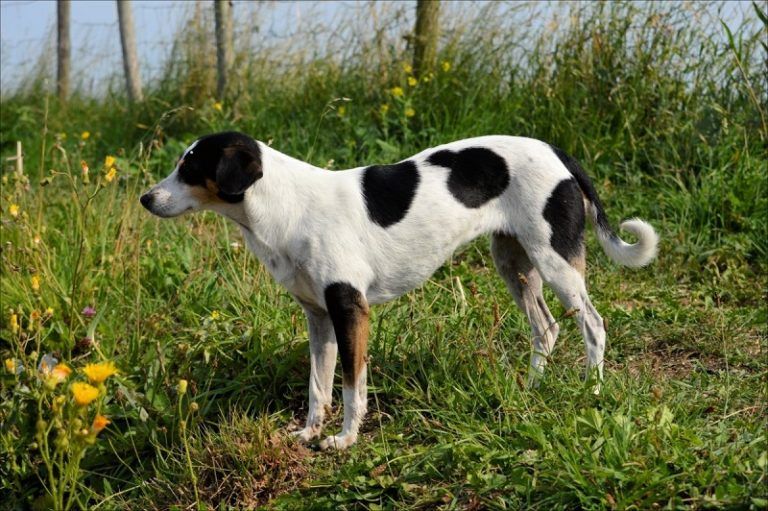 smooth-fox-terrier-outdoor-1-768x511