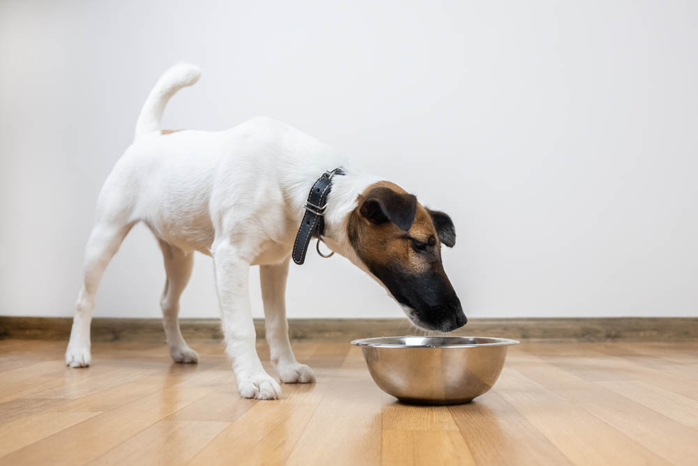 Smooth fox terrier puppy sniffing food bowl