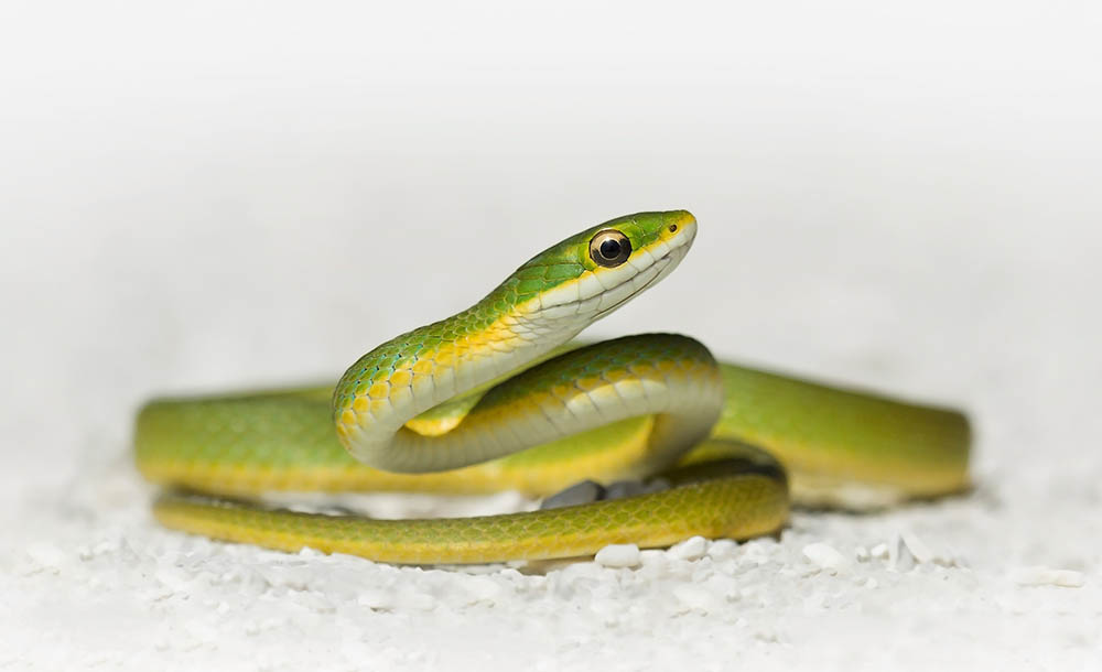 Smooth Green Snake