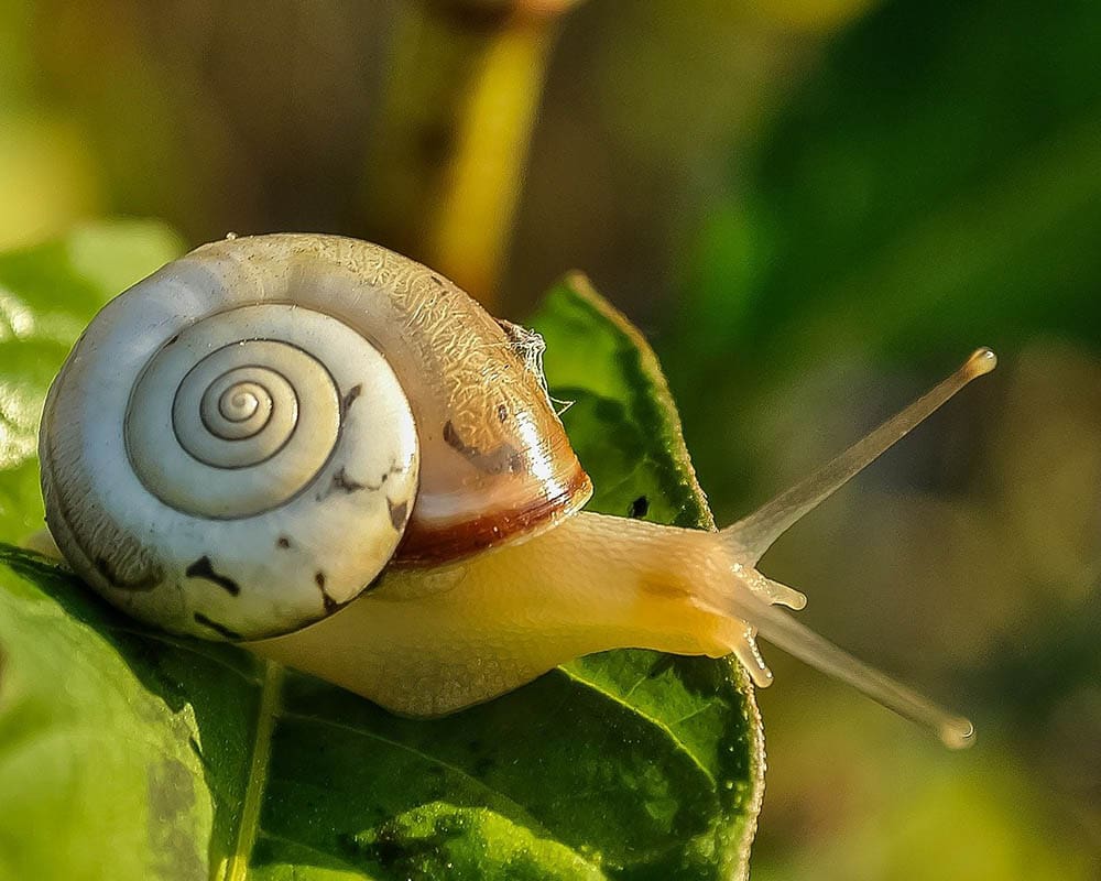 snail eating a leaf
