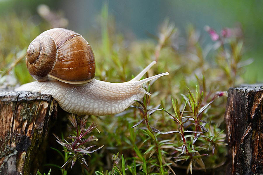 snail in the wild