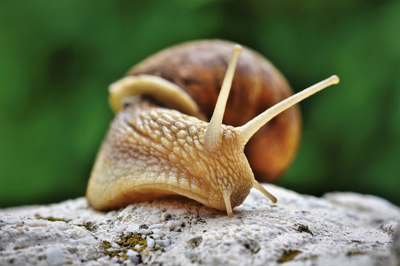snail up close