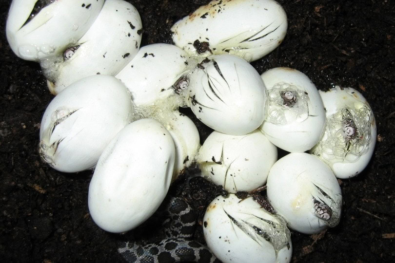 snake-eggs_PublicDomainPictures_Pixabay