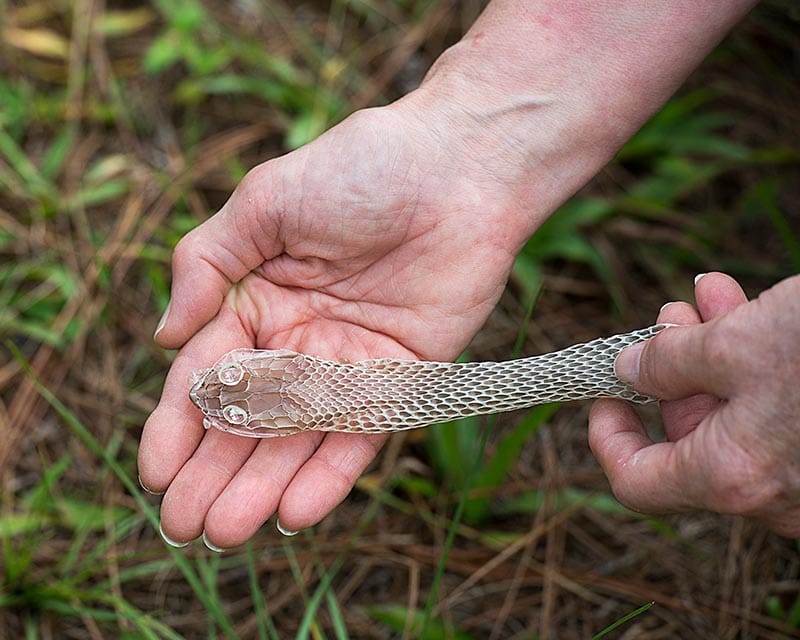 snake shedding skin on a human hand