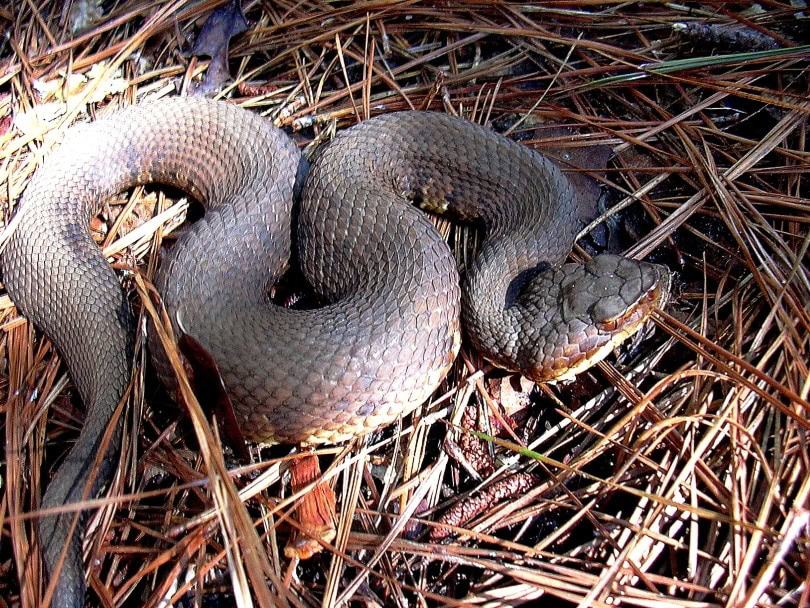 snake_Edward J. Wozniak_Pixnio.com