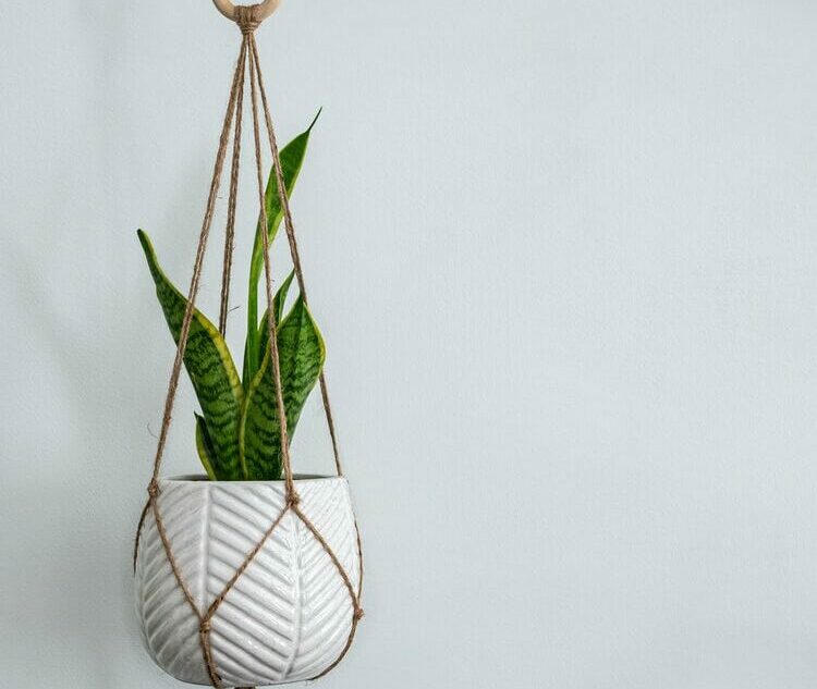 Snake plant where a pet can not reach it