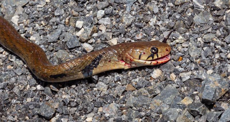 snake's mouth bleeding on a rocky ground