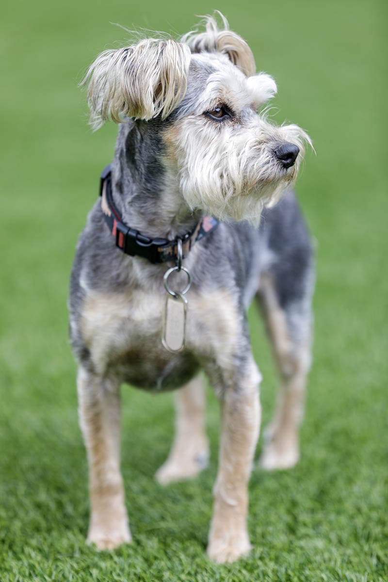 snorkie-schnauzer yorkie mix dog in an off-leash park