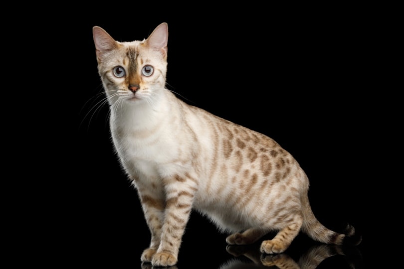 snow bengal cat in black background