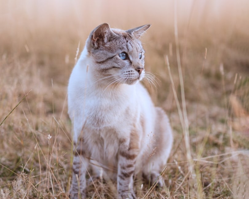 snow bengal cat in wild grass