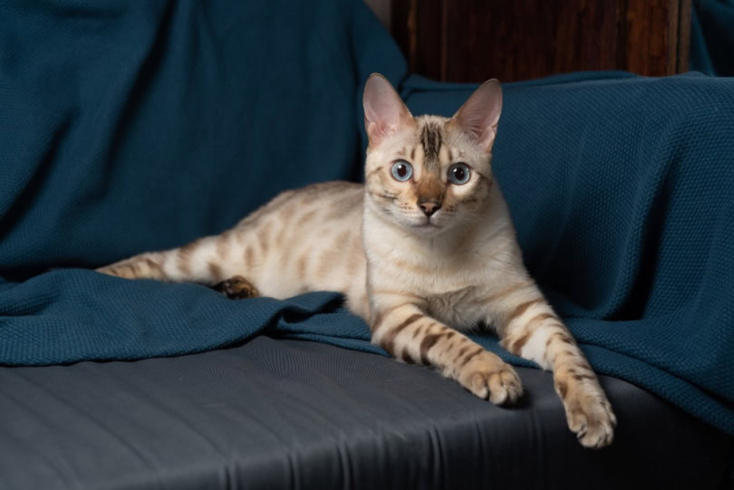 snow bengal cat on sofa