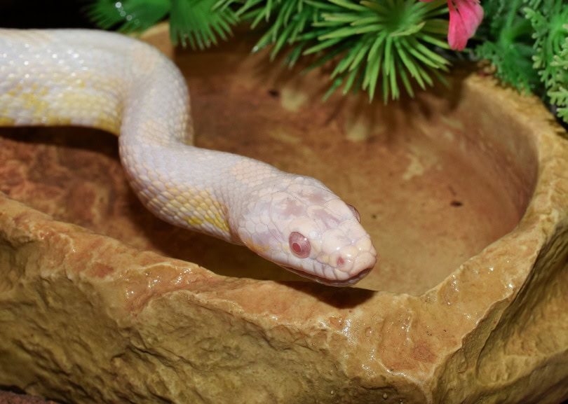 snow corn snake drinking water
