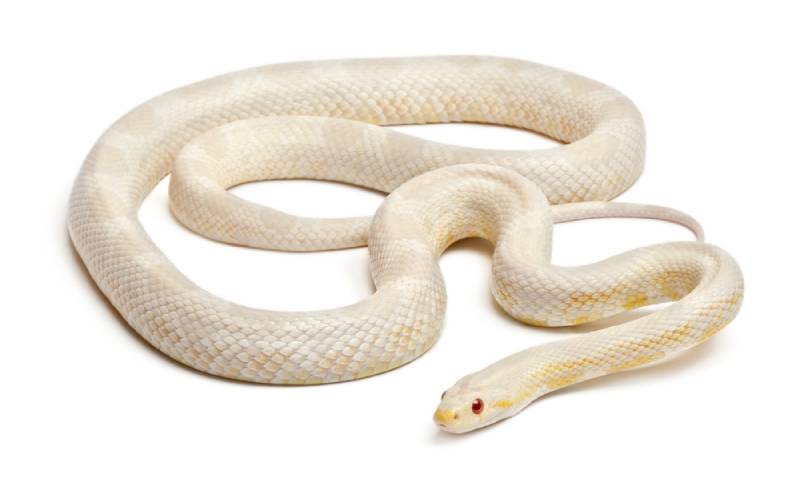 snow corn snake on white background