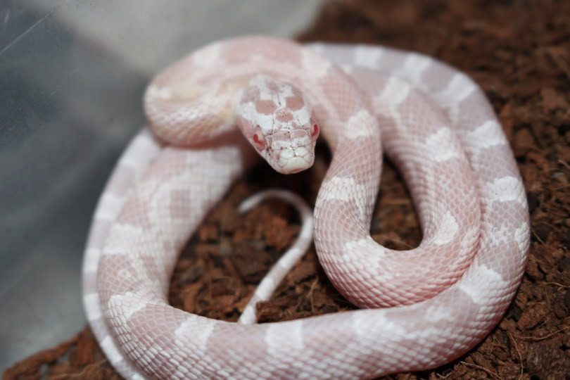 snow corn snake