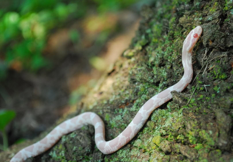 snow corn snake