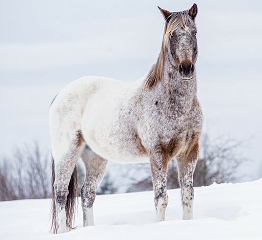 snowcap appaloosa horse in the winter field