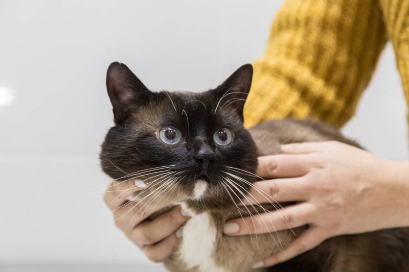 snowshoe cat in the hands of an owner
