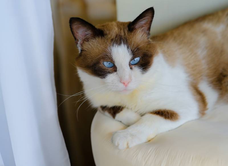 snowshoe cat lies on a pouffe