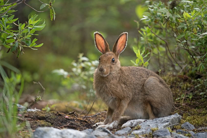 snowshoe hare