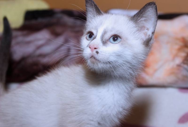 snowshoe kitten close up