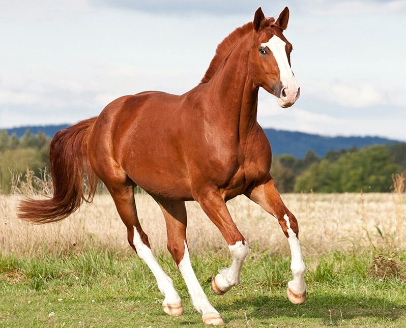 sorrel horse running on the pasture