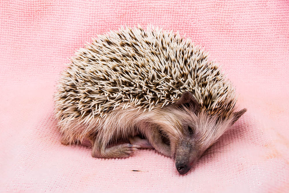 south african hedgehog sleeping