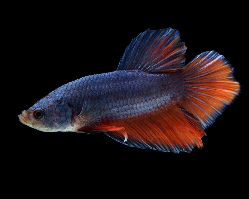 spadetail Male Plakat Betta Fish_Sean McVey_shutterstock