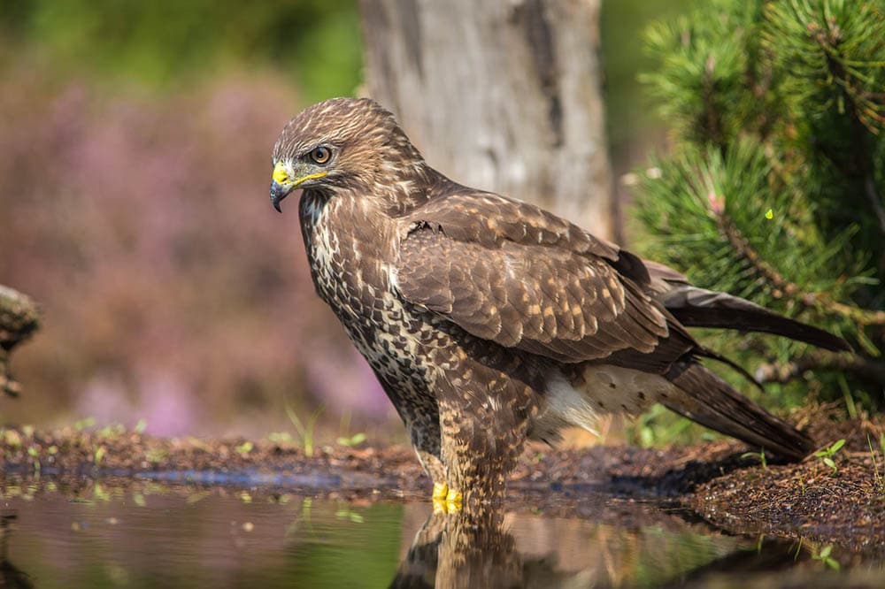 sparrowhawk in the water