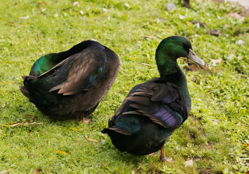 spectacular iridescent sheen of the Black East indies Duck