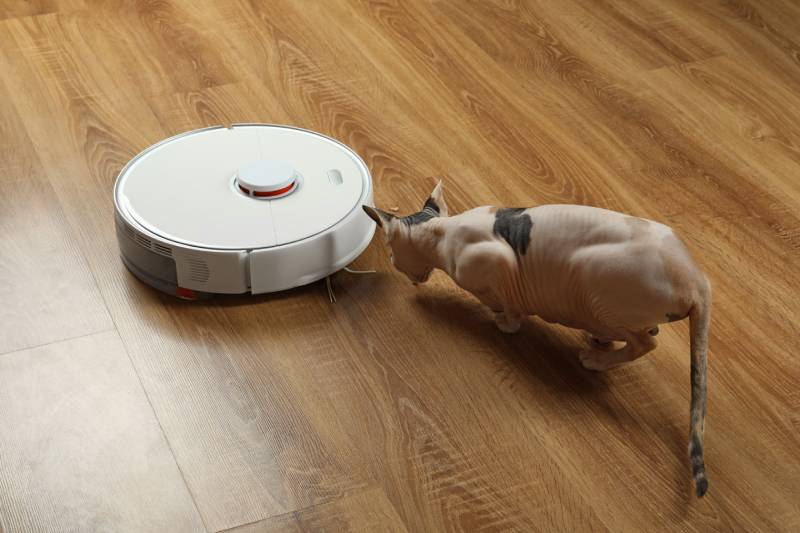 sphynx cat checking the robotic vacuum cleaner