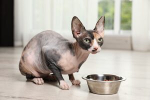 sphynx cat eating cat food