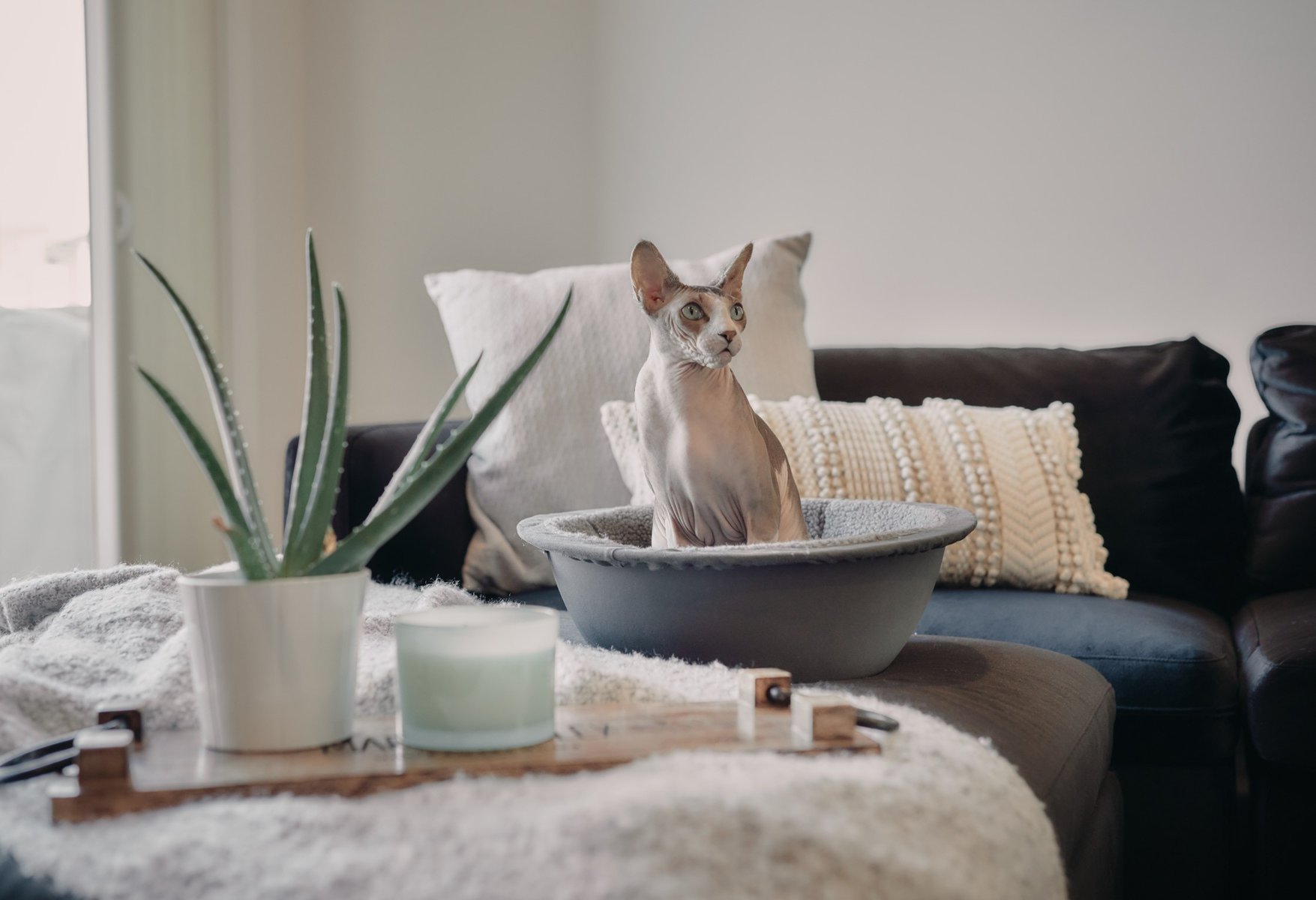 sphynx-cat-in-hepper-nest-on-couch-3