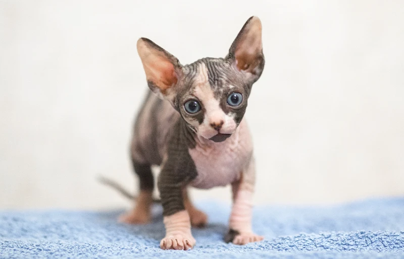 sphynx cat kitten