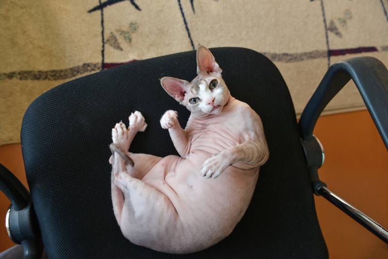 sphynx cat lying on the armchair