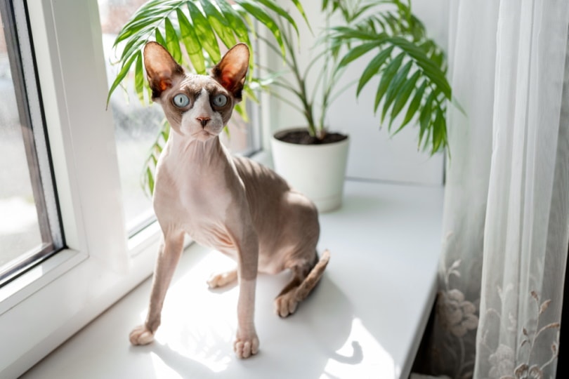 sphynx cat near window