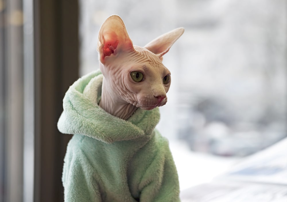 sphynx cat wearing jacket