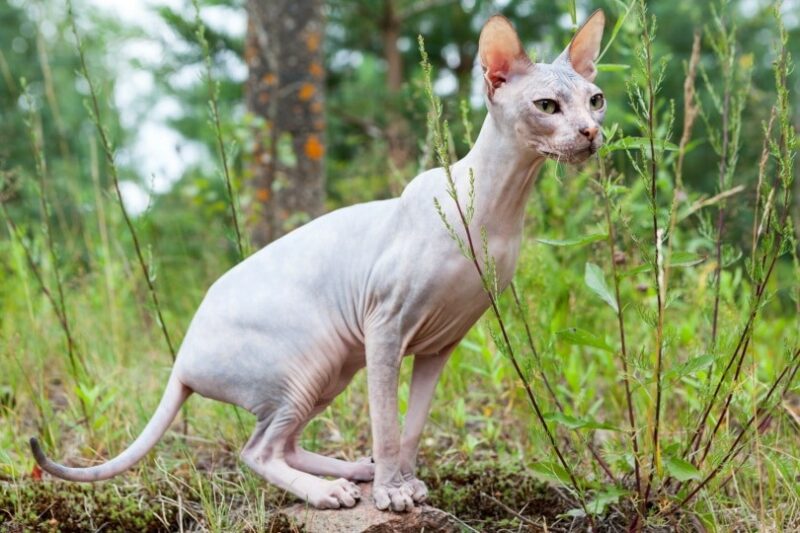 sphynx cat sitting outside