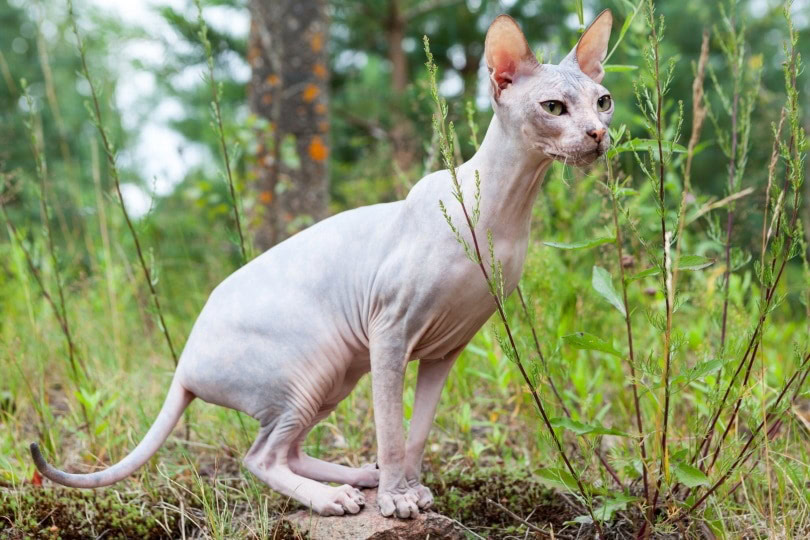 sphynx cat_Kekyalyaynen_Shutterstock
