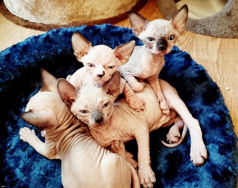 sphynx kittens_mjlovesmm_Pixabay