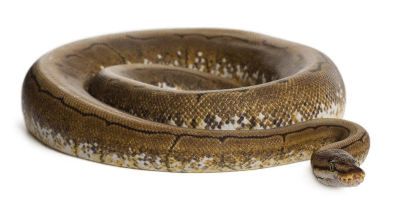spinner ball python
