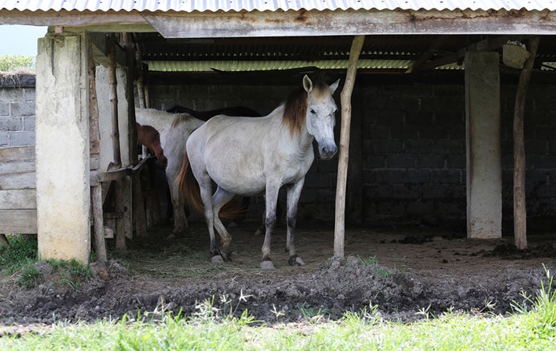 spiti ponies standing in the shade