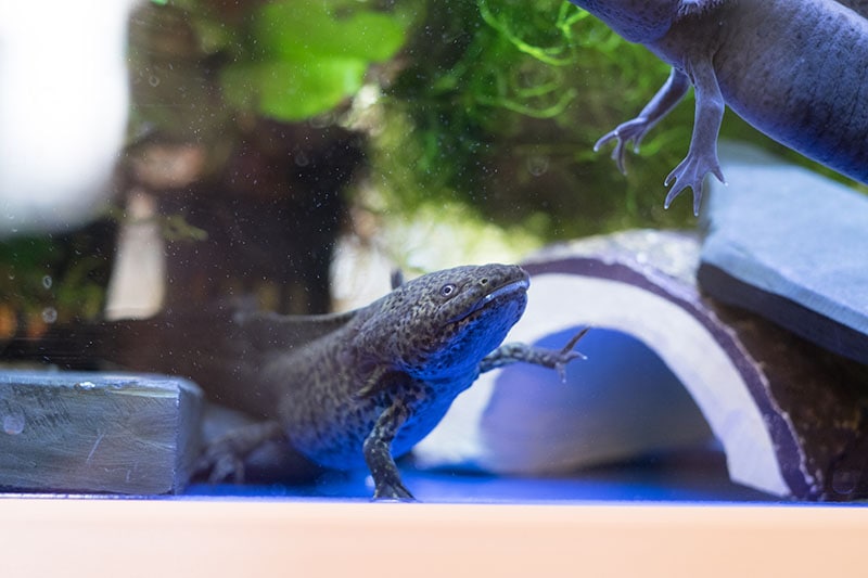 Spotted axolotl waving out of aquarium