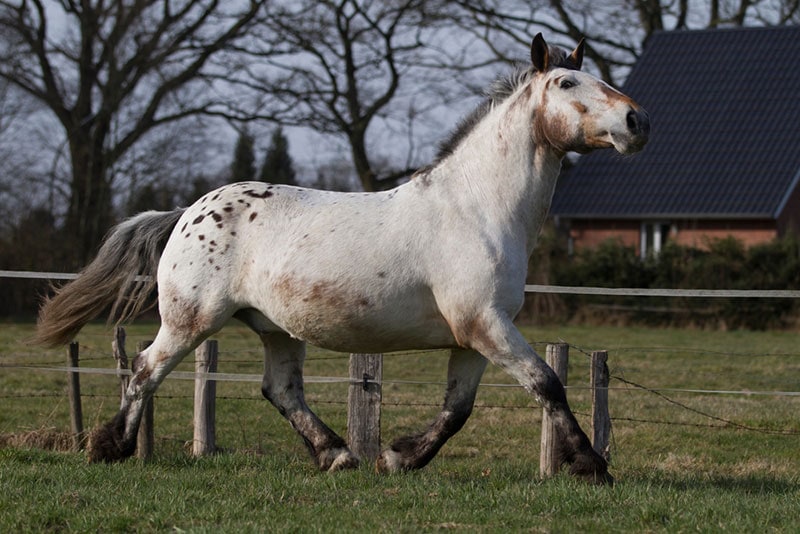 spotted noriker drafthorse walking in the field
