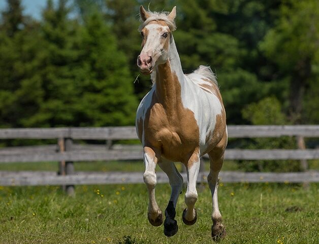 spotted saddle horse with stocking markings