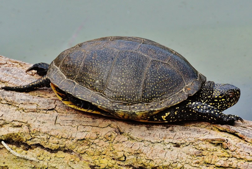 spotted turtle